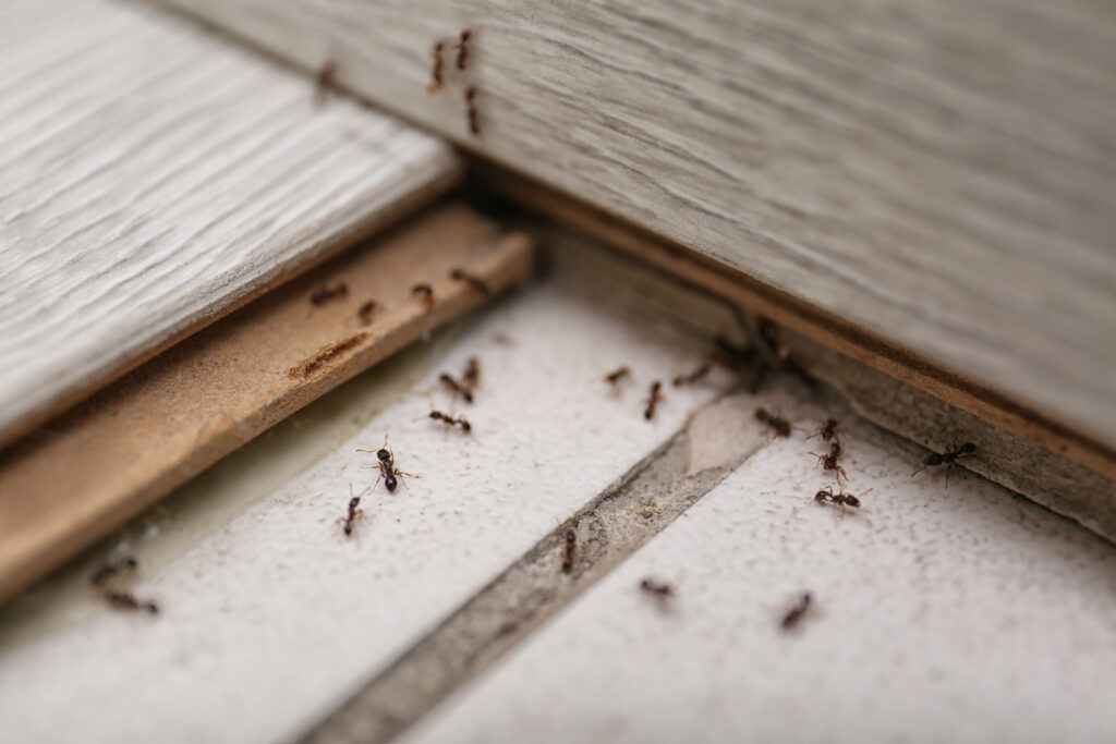 emergency pest control
