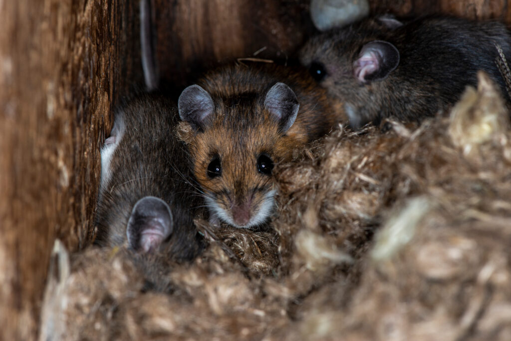 rodent removal