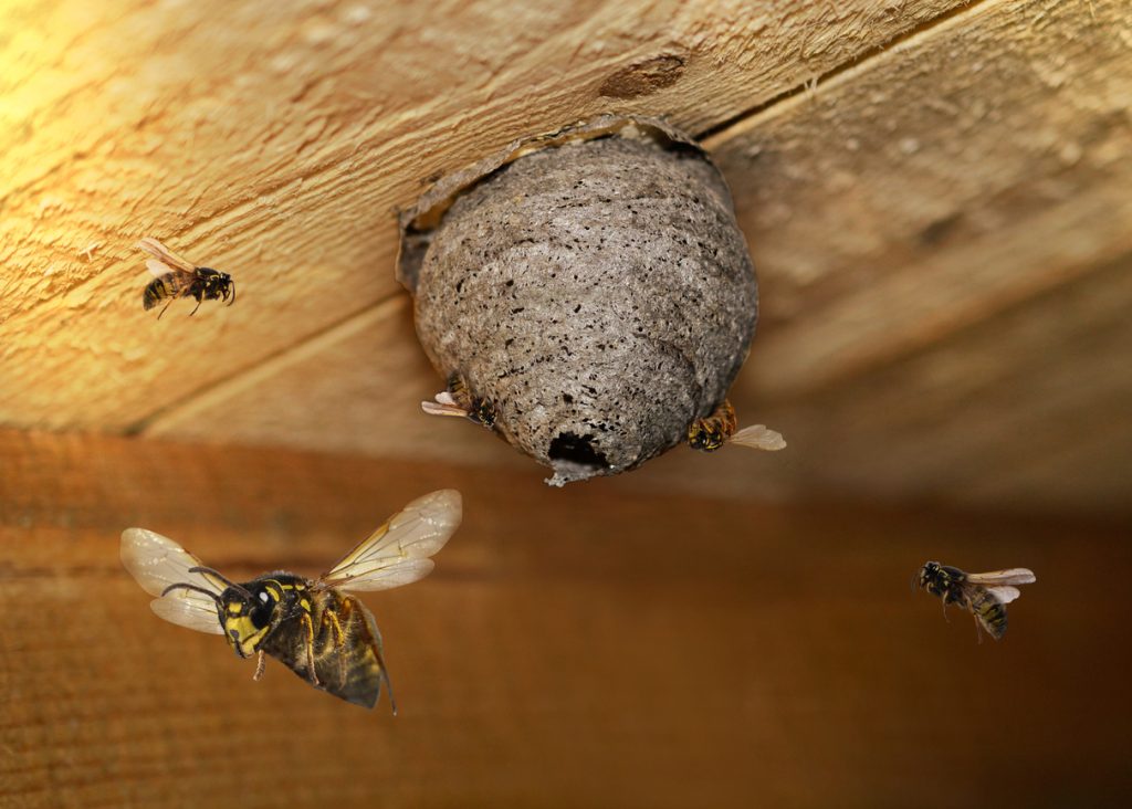 Hornet Removal Bromley