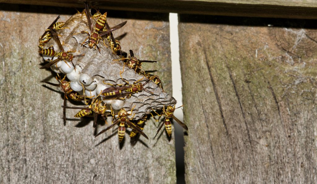 Wasp Removal Bromley