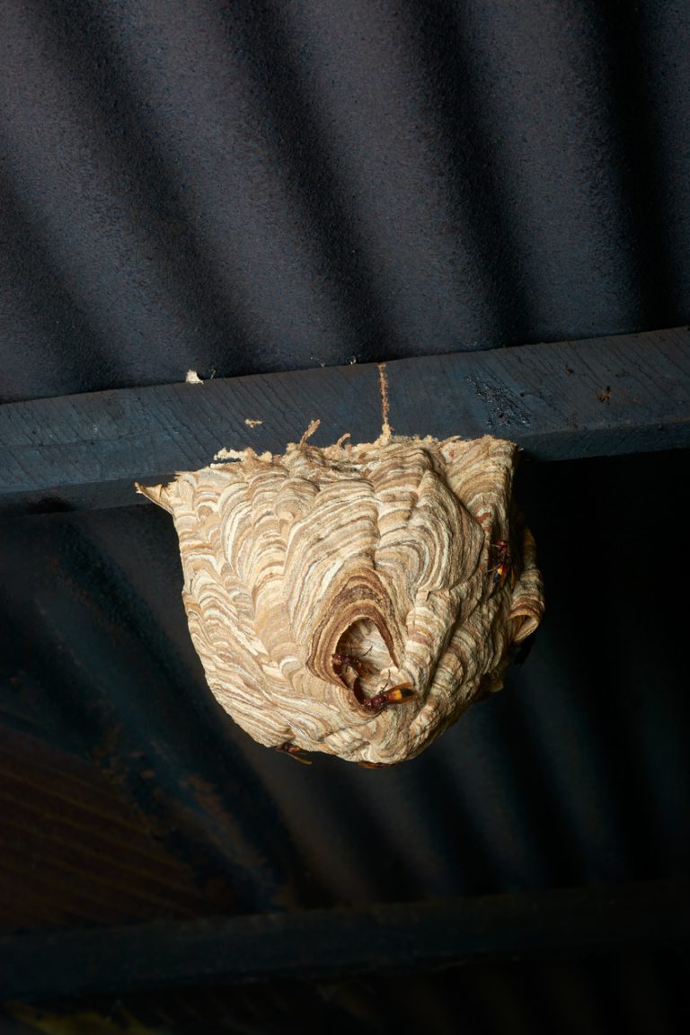 Wasp and Hornet removal services